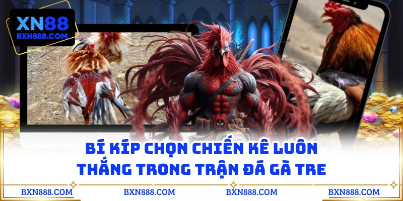 Bí kíp chọn chiến kê luôn thắng trong trận đá gà tre