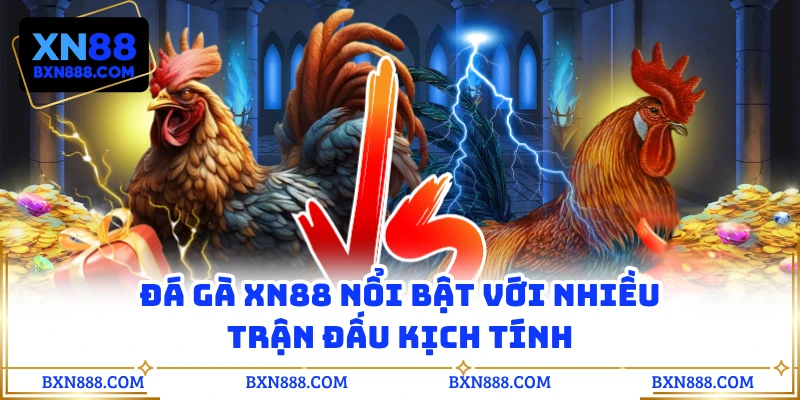 Đá gà XN88 nổi bật với nhiều trận đấu kịch tính